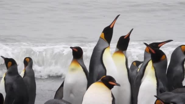 Király pingvin kolónia - Felvétel, videó