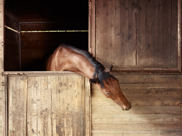 Riding school: horse looking out of stable - Photo, Image