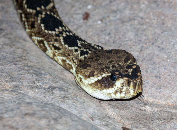 serpent à sonnette soutenu par un diamant oriental
 - Photo, image