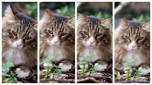 Norveç kedi dört ifadeler - Fotoğraf, Görsel