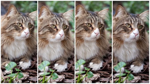 Collage con gato noruego
 - Foto, Imagen