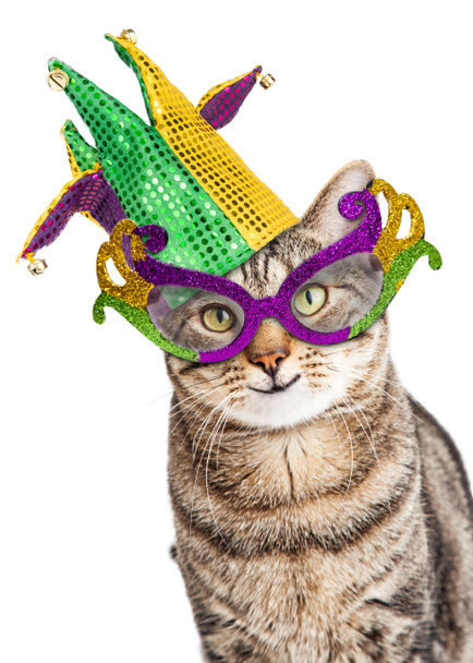 Lustige Mardi Gras Katze - Foto, Bild