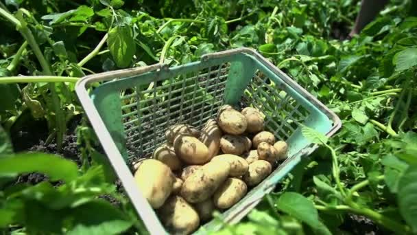 mand vol biologische aardappelen in de tuin - Video