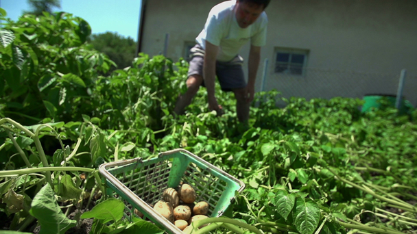 Mann gräbt Kartoffeln aus - Filmmaterial, Video