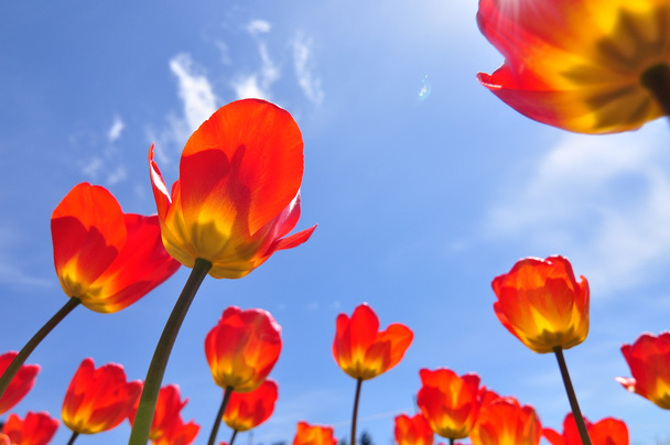 a kék égen vörös Tulipánokkal - Fotó, kép