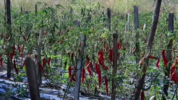 Red chilli peppers plantation - Footage, Video