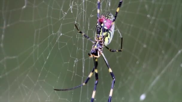 Αράχνη κάθεται στο web - Πλάνα, βίντεο