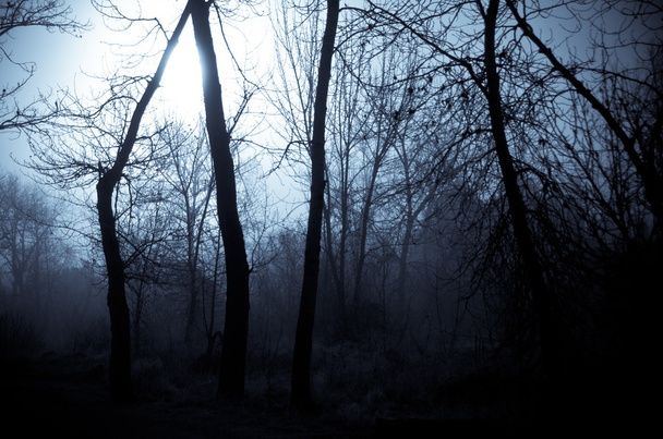 Mood Shadows in the Dark Misty Forest - Photo, Image