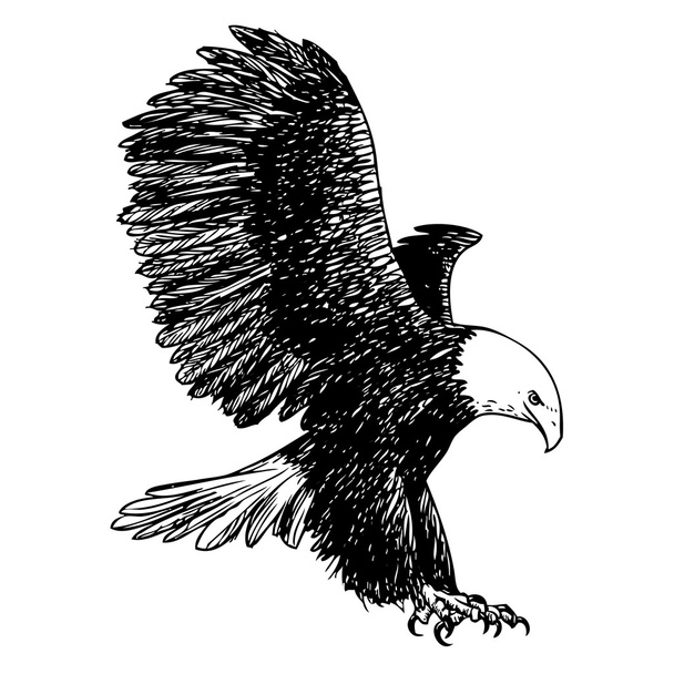 freehand sketch illustration of eagle, hawk bird - Wektor, obraz