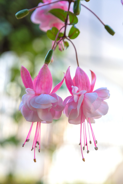 Fuchsia bloem achtergrond - Foto, afbeelding
