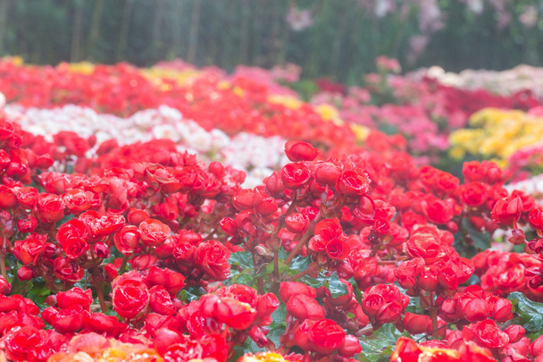 επιλεκτική εστίαση του Μπιγκόνια πολύχρωμα λουλούδια με ψεκασμό με νερό, se - Φωτογραφία, εικόνα