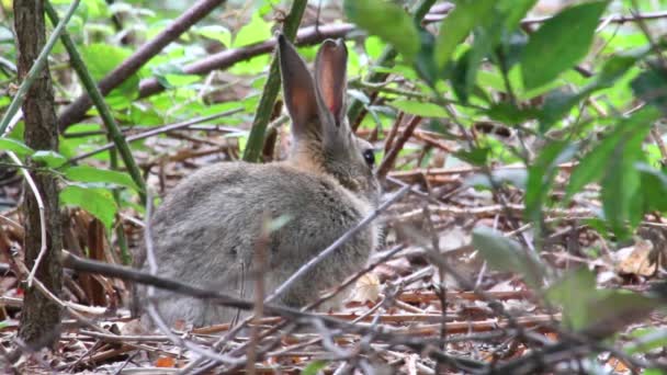 Rabbit sitting in wood - Footage, Video