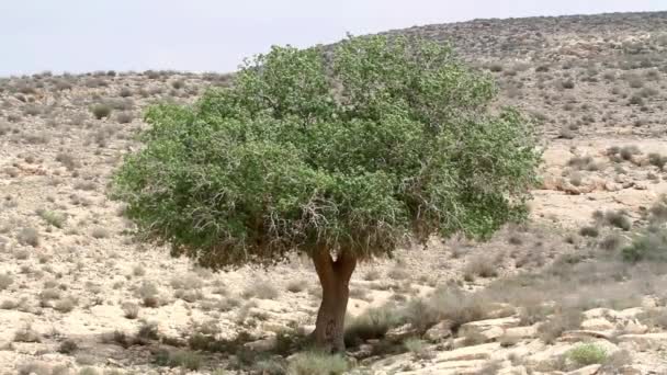 Παλαιστίνη φιστίκι δέντρο - Πλάνα, βίντεο