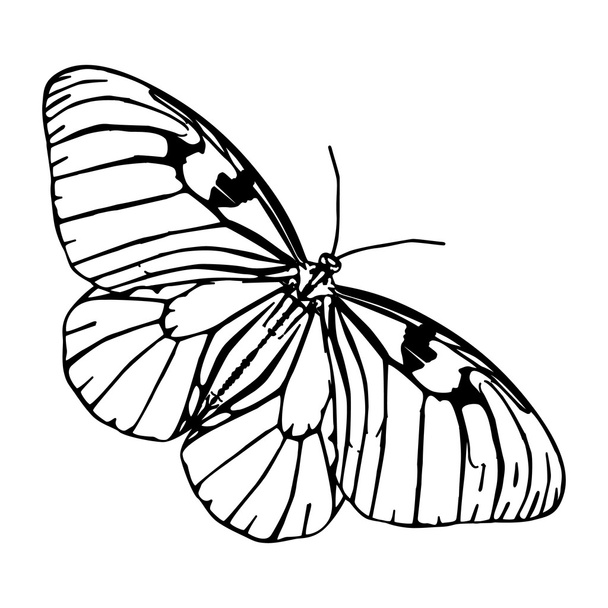 vector butterflies silhouettes - Vector, Image