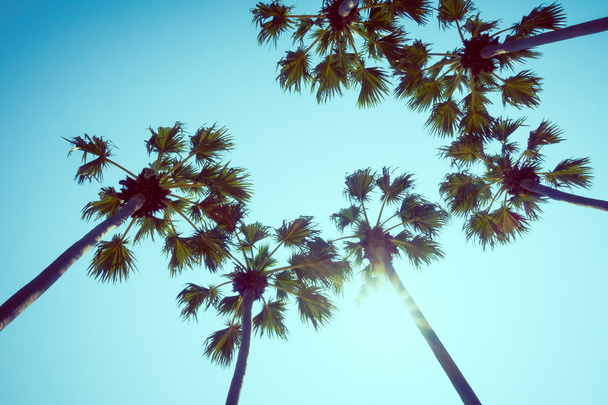 Schöne Palmen - Foto, Bild