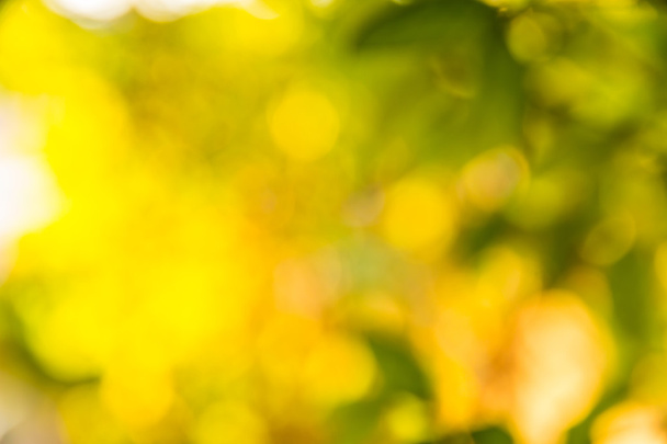 Abstract bokeh and blurred green nature background  - Foto, Imagen