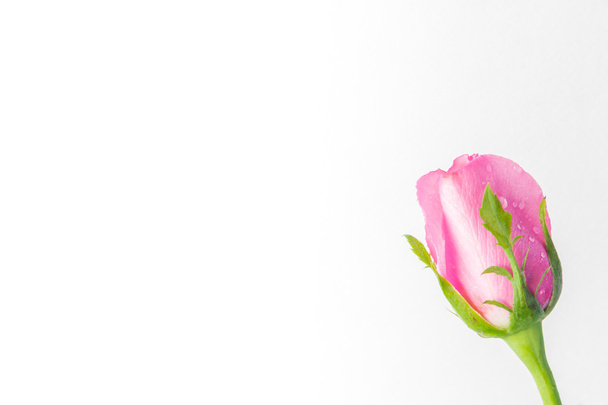 vaaleanpunaisia ruusuja valkoisella pohjalla - Valokuva, kuva