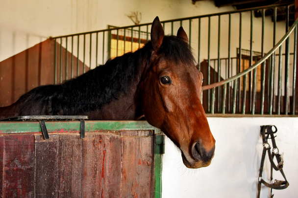 Pferd im Stall - Foto, Bild