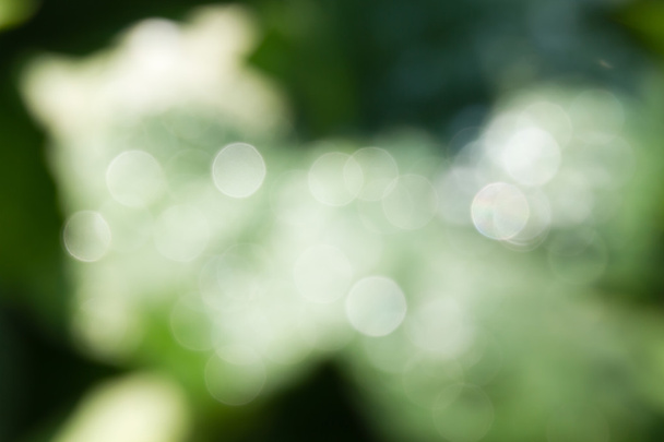 Blurred nature and bokeh dew drop background - Photo, Image