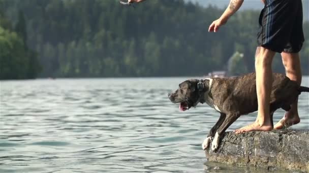 dog with his owner plays on lake - Footage, Video