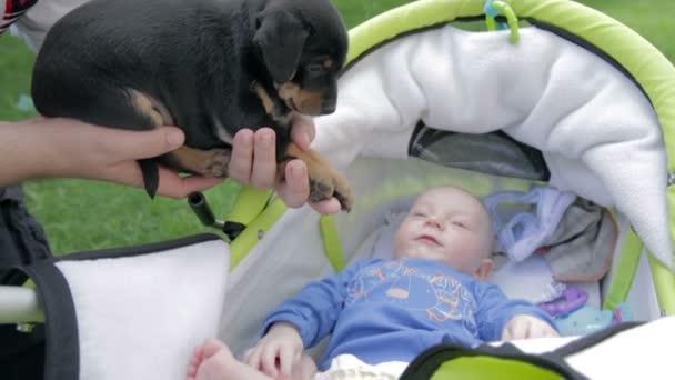 Puppy en baby kijken naar elkaar - Video