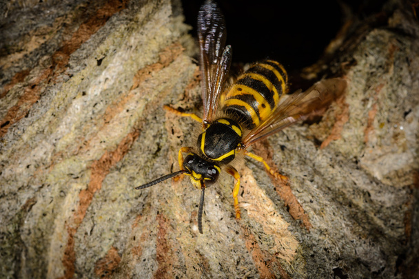 yksityiskohtaisesti sisäänkäynti hornetin pesä kiipeily aggressiivinen ampiainen
 - Valokuva, kuva