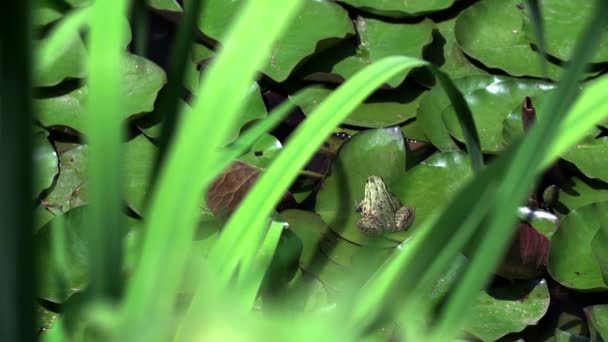 Bruine kikker op een groen blaadje - Video