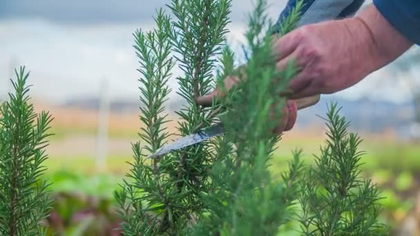 man cutting off the branch of rosemary with knife - Footage, Video