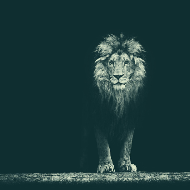Портрет красивого Льва
 - Фото, изображение