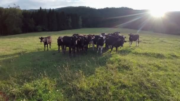 černé krávy na pastvě - Záběry, video