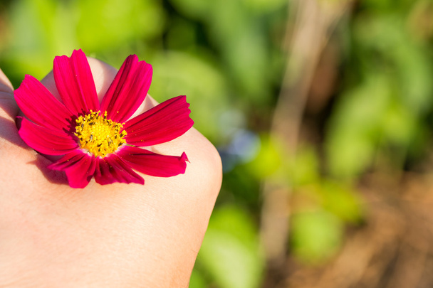 Cosmos κόκκινο λουλούδι στο χέρι ζεστό τόνο με θολή φόντο. - Φωτογραφία, εικόνα