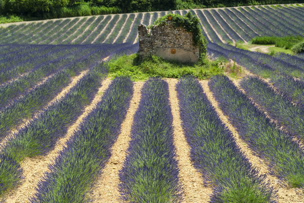 Plateau de Valensole (Provence), lavanda
 - Foto, Imagem