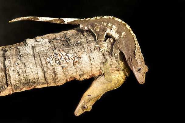 Paar neuer Caledonischer Haubengeckos auf einem Baumstamm - Foto, Bild