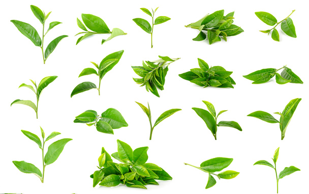 Folhas de chá isoladas no fundo branco
 - Foto, Imagem