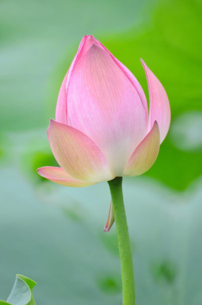 flor de lótus florescendo e plantas de flor de lótus
 - Foto, Imagem