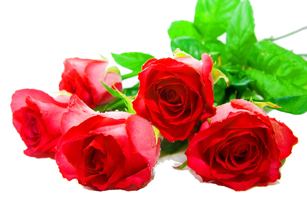 Fresh buds of red roses - Zdjęcie, obraz