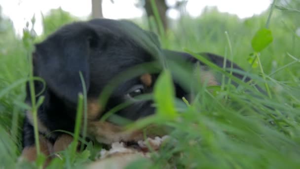 Puppy eating extra big bone - Footage, Video
