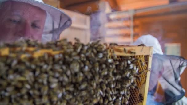 Oma kontrolliert die Bienen, während Enkel den Bienenstock raucht - Filmmaterial, Video