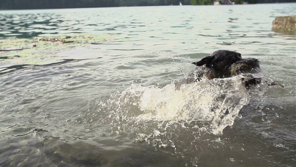 dog searching for something under lake water - Footage, Video