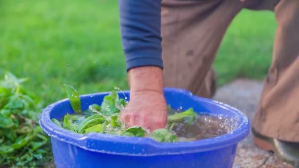 Mytí salát v bucked plné vody - Záběry, video