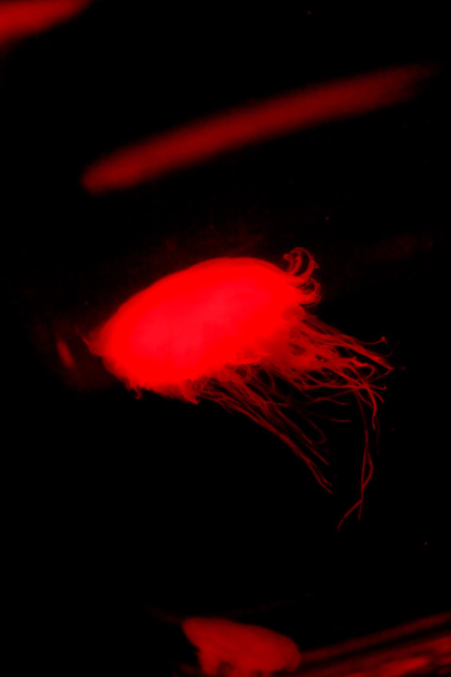 Méduses dans un aquarium
 - Photo, image