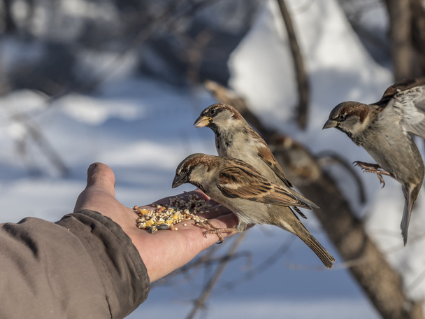 house sparrow feeding on hand - Photo, Image