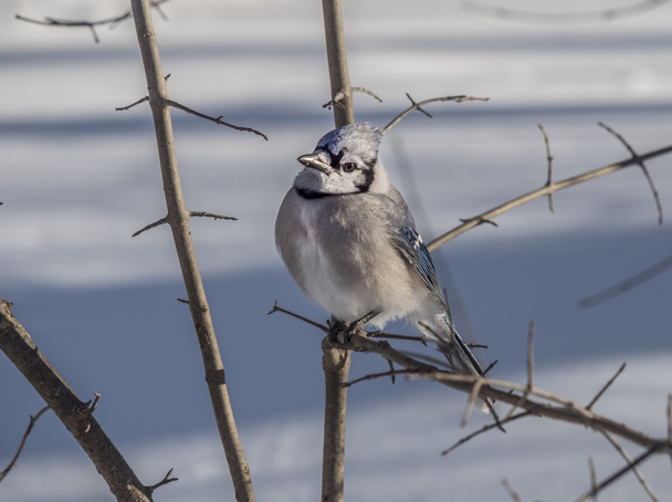 Blue Jay w zimie - Zdjęcie, obraz
