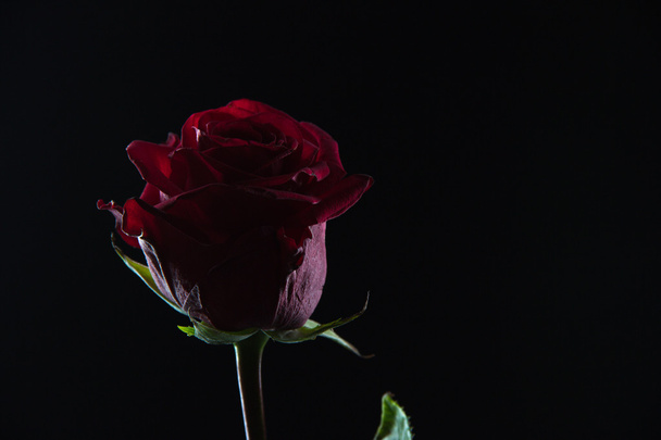 Beautiful red rose in a glass of water on a black background - Zdjęcie, obraz