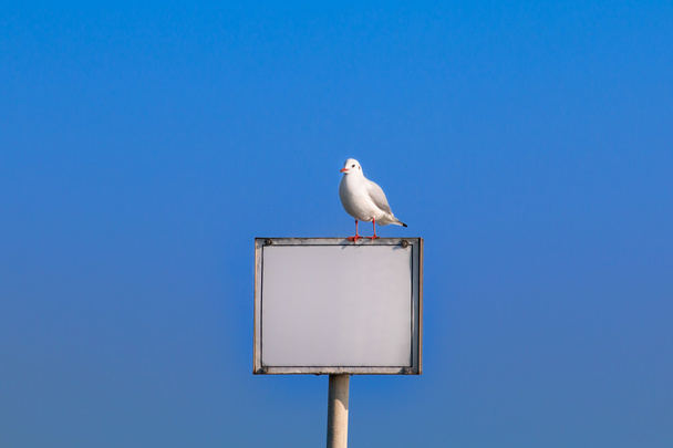 Empty information board with seagull - Foto, Bild