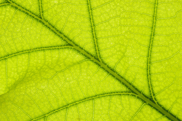 Oak leaf - Photo, Image