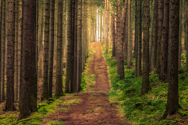 Güneş ışığında mistik orman - Fotoğraf, Görsel