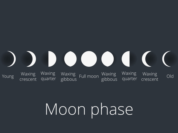 The phases of the moon. The whole cycle from new moon to full. Vector illustration. - Vektori, kuva