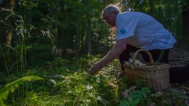 der Pilzsammler kniet nieder, als er Steinpilze gefunden hat - Filmmaterial, Video