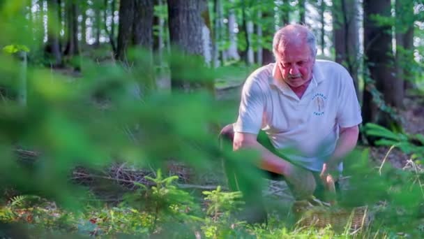 Mann im Wald sieht viele Pilze - Filmmaterial, Video
